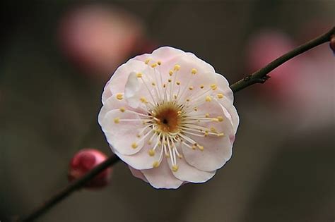 梅花吉祥話|梅花的花語含義及象徵意義介紹